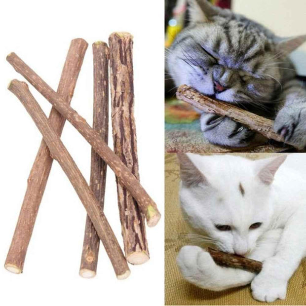 5Pcs/lot Cat Cleaning Teeth Pure Natural Catnip - Sunny Side Store